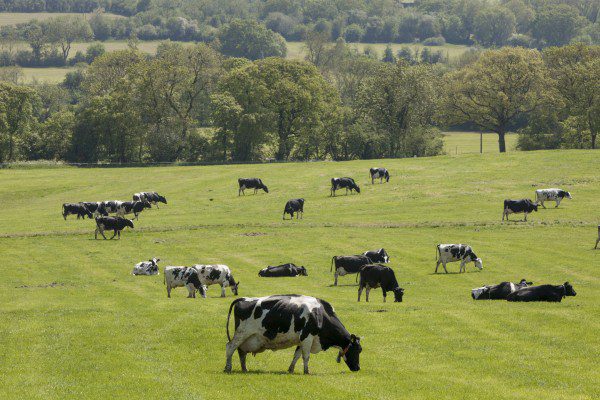 Putting Face Masks On Cows Isn’t A Solution To The Climate Crisis – Not Eating Them Is 1012343 edited 1