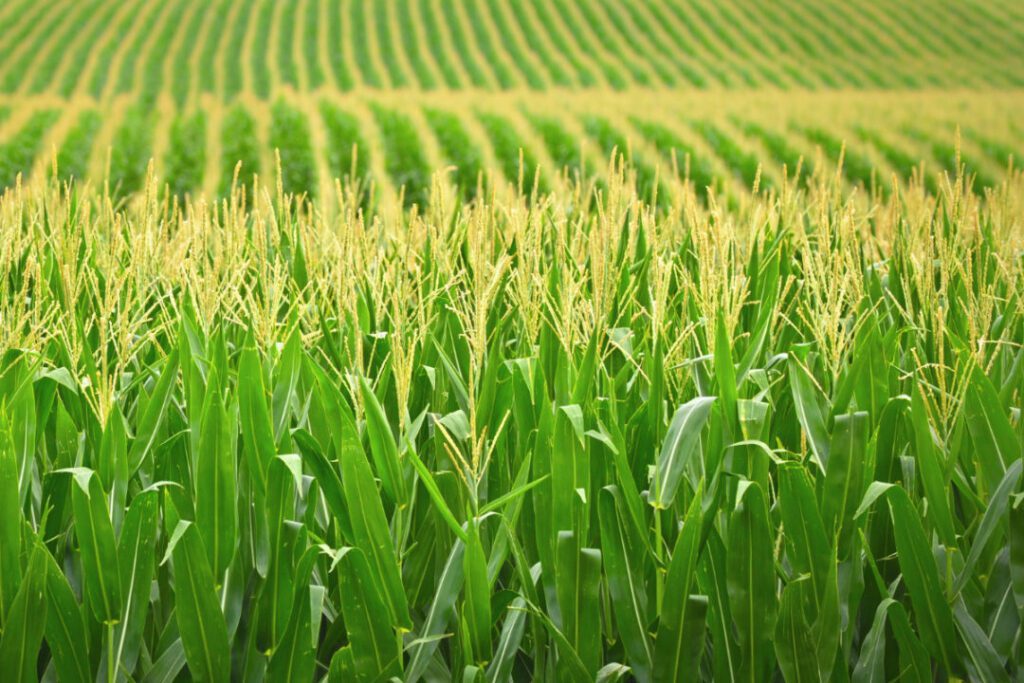 Climate change will make the Corn Belt unsuitable for cultivating corn by 2100 without major technological advances in agricultural practices Corn photo cred Adobestock E 1