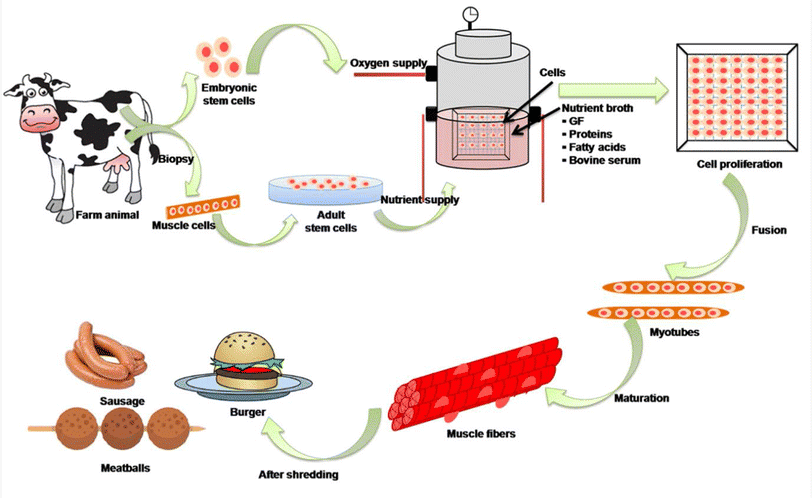 A Visual Guide to the Science Behind Cultured Meat Schematic of cultured meat production