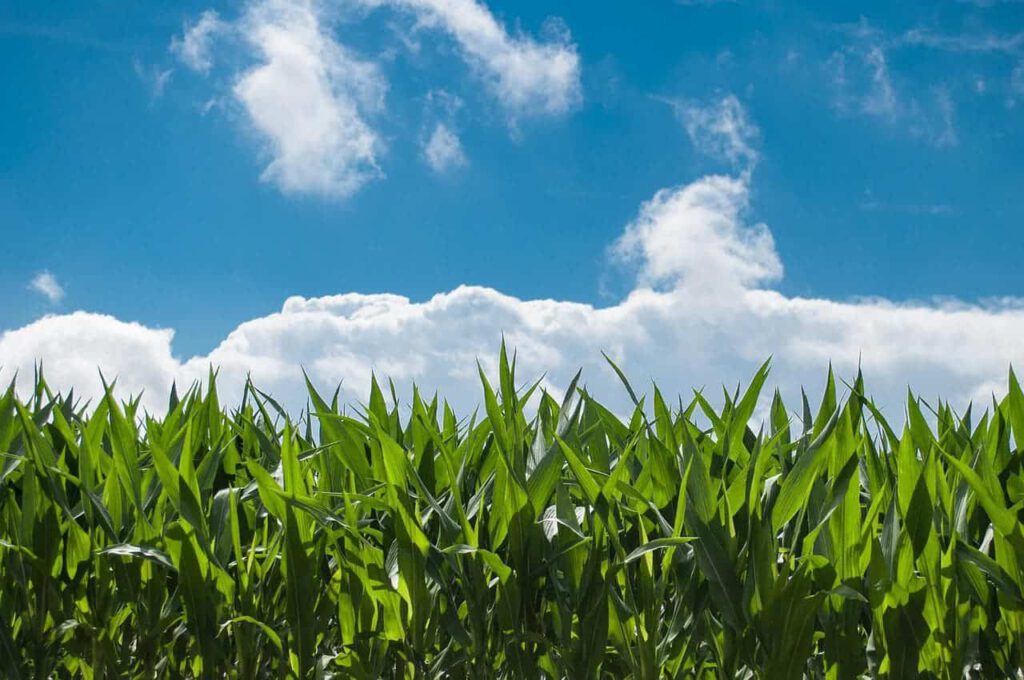 Climate change will make the Corn Belt unsuitable for cultivating corn by 2100 without major technological advances in agricultural practices corn field g91bd60809 1280