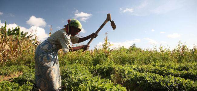 The Future of Food agriculture and food security