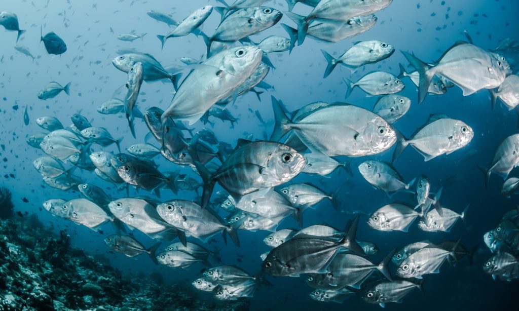 Scientists link up with Michelin-starred Danish kitchen to craft fish-free seafood from seaweed and mycelium sebastian pena lambarri fish aspect ratio 2000 1200 1024x614 1