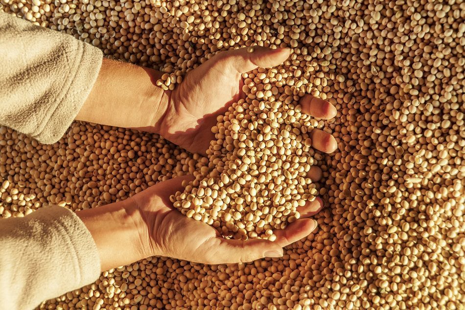 In the field of soy ingredients, ADM and Benson Hill will collaborate Benson Hill scales production of ultra high protein soybean variety