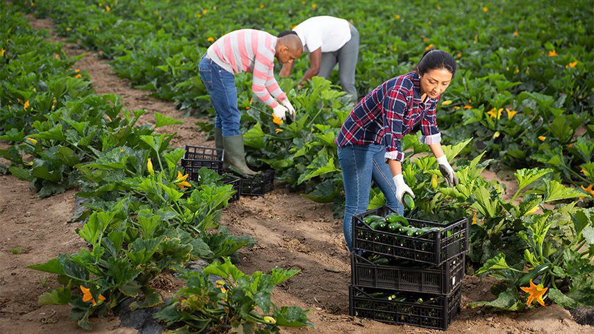 Is the $44 billion vegan food industry capable of saving 1.5 million jobs in the animal agriculture industry? plant based farming