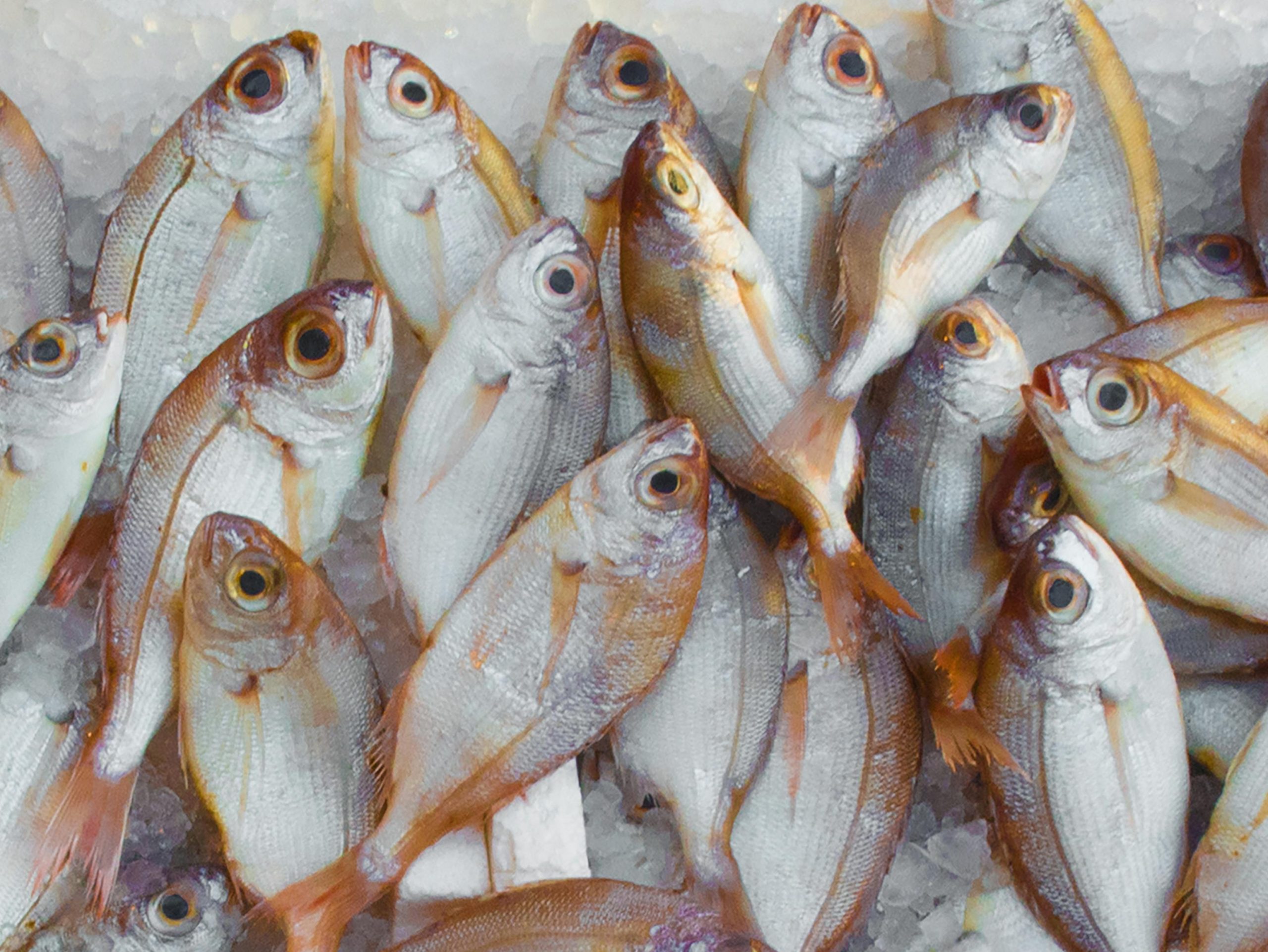 The Future of Sustainable Meals: 10 New Alternative Seafood Companies pexels mali 229789 scaled