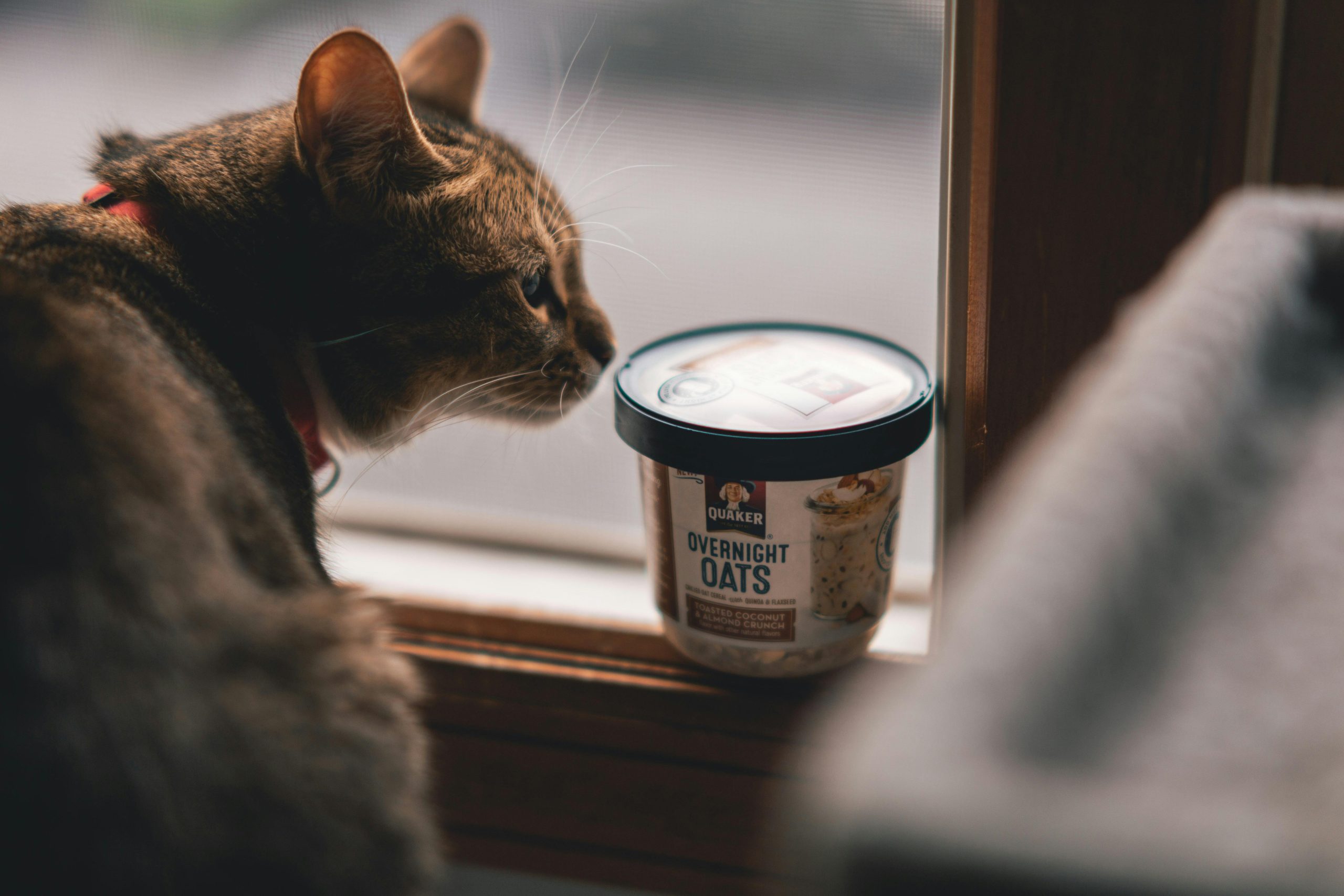 The journey towards commercialization of cultured pet food products advances as Noochies! seeks regulatory clearance. pexels thatguycraig000 1546911 1 scaled