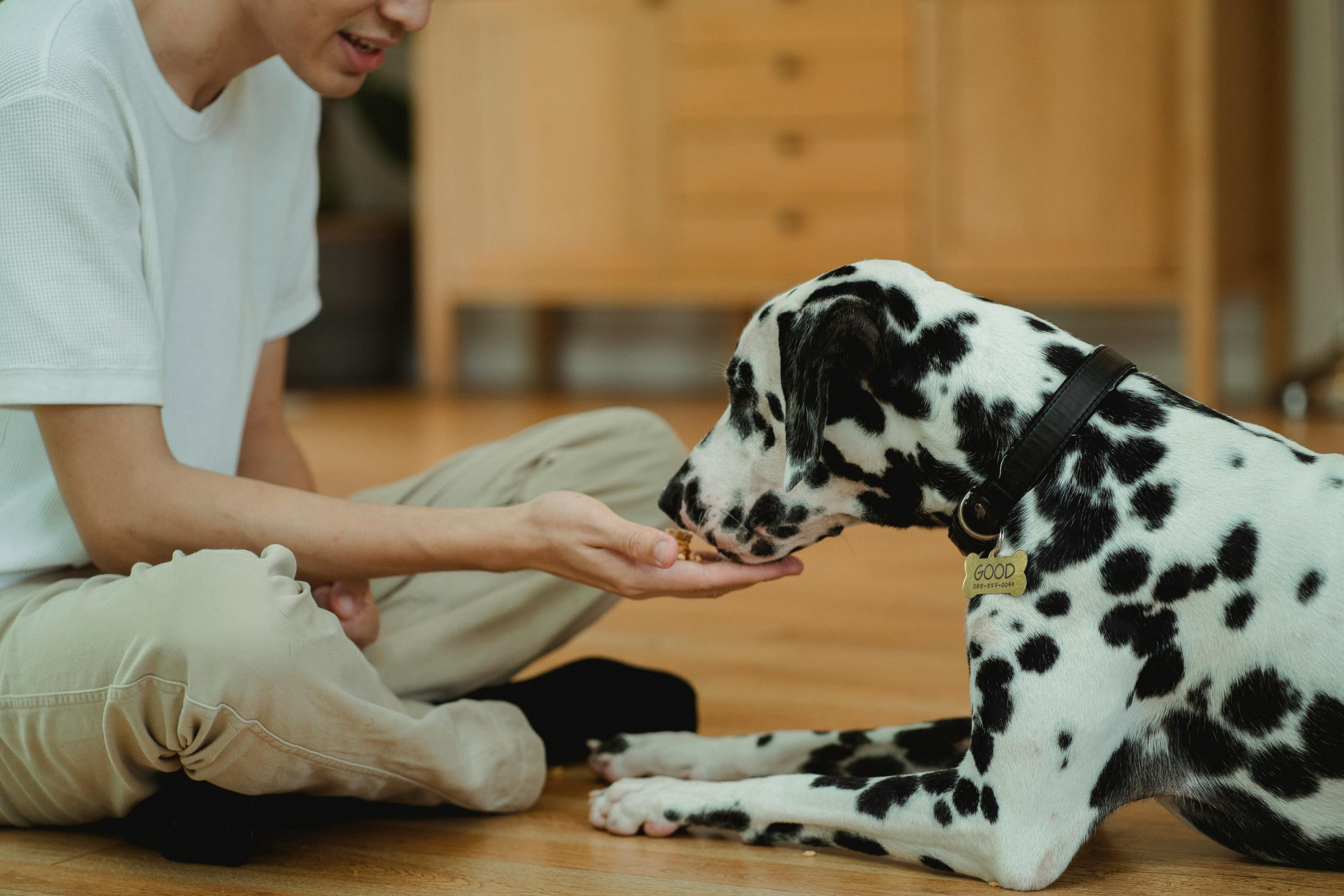 Pet food made from ethical, sustainable sources is gaining popularity among Australians pexels bethany ferr 5482778 scaled