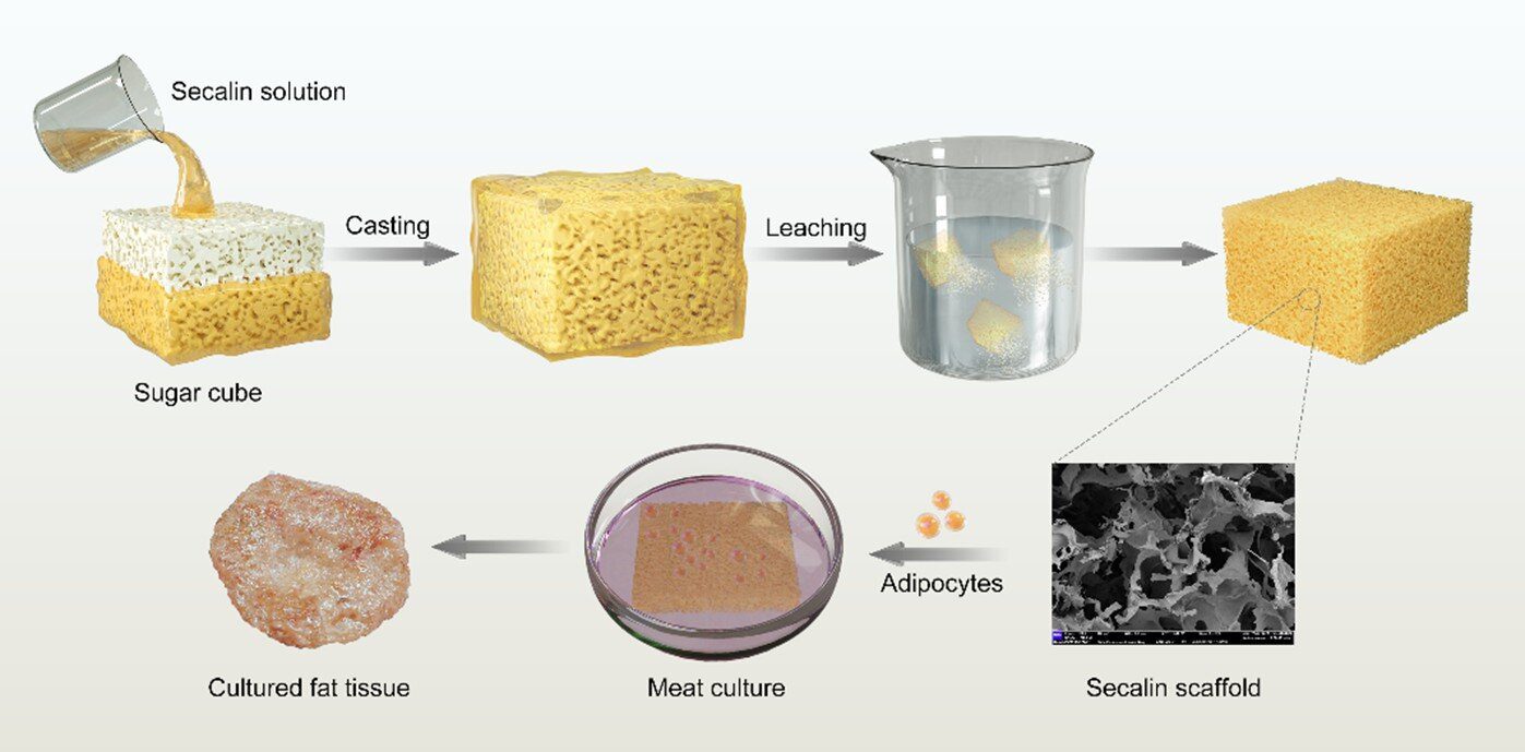 The rye protein scaffold was used to cultivated meat tissue in cellular agriculture culturing pork fat tis