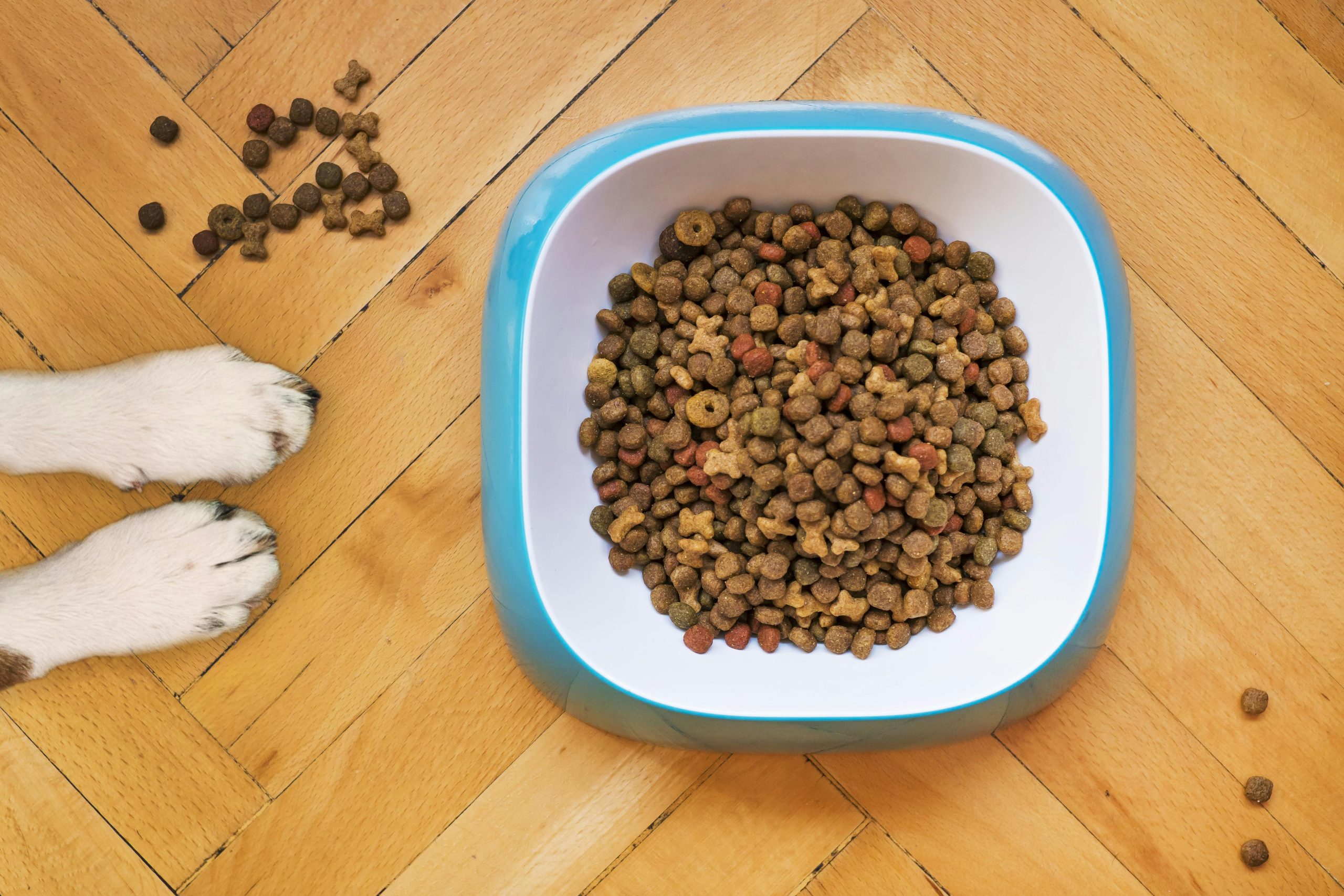 Modern Plant-Based Foods acquires AnimalKind to enter the pet food market pexels mathew coulton 2358287 4432260 scaled