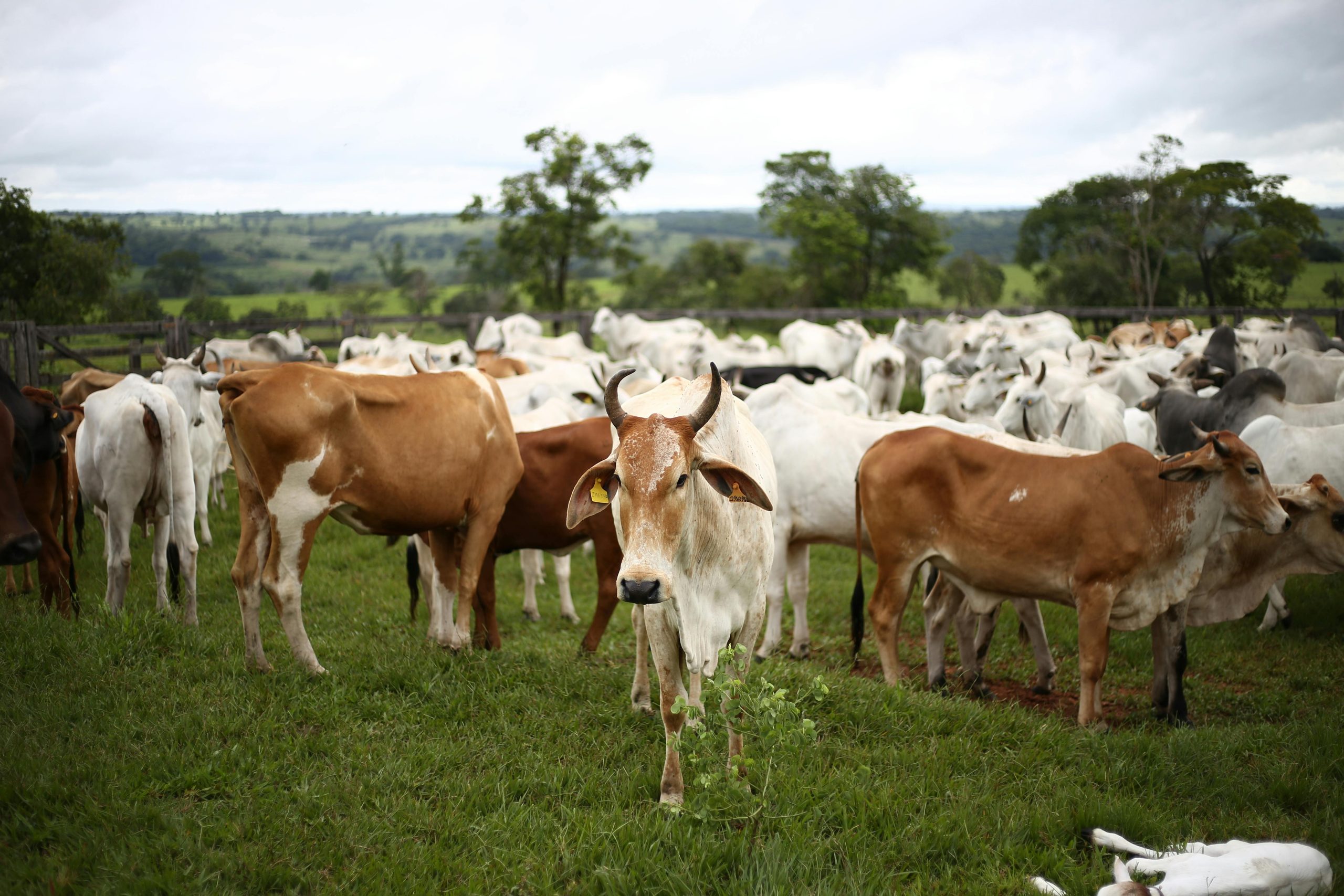 Lab-grown meat 