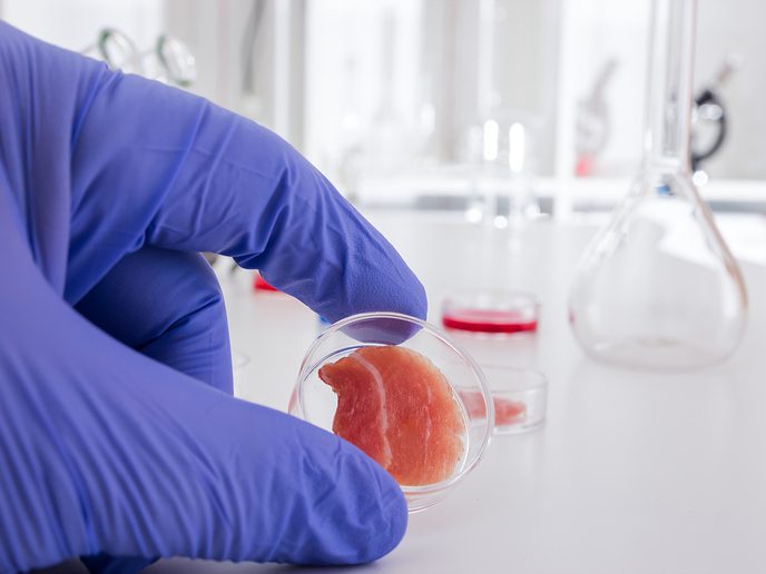 The study points the way to food made from livestock stem cells