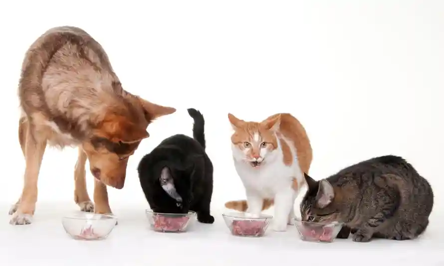 Cultivated Meat for Dogs and Cats? These Companies Are Paving the Way 5315