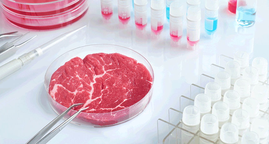 Cultivated Meat Market Size, Trends, and Forecast to 2029 | MosaMeat, SuperMeat, Balletic Foods, Future Meat Technologies Ltd, Aleph Farms Ltd, Finless Foods Inc, Beyond Meat, Avant Meats Company Limited, Higher Steaks, Fork & Goode. 860 lab meat 1 1