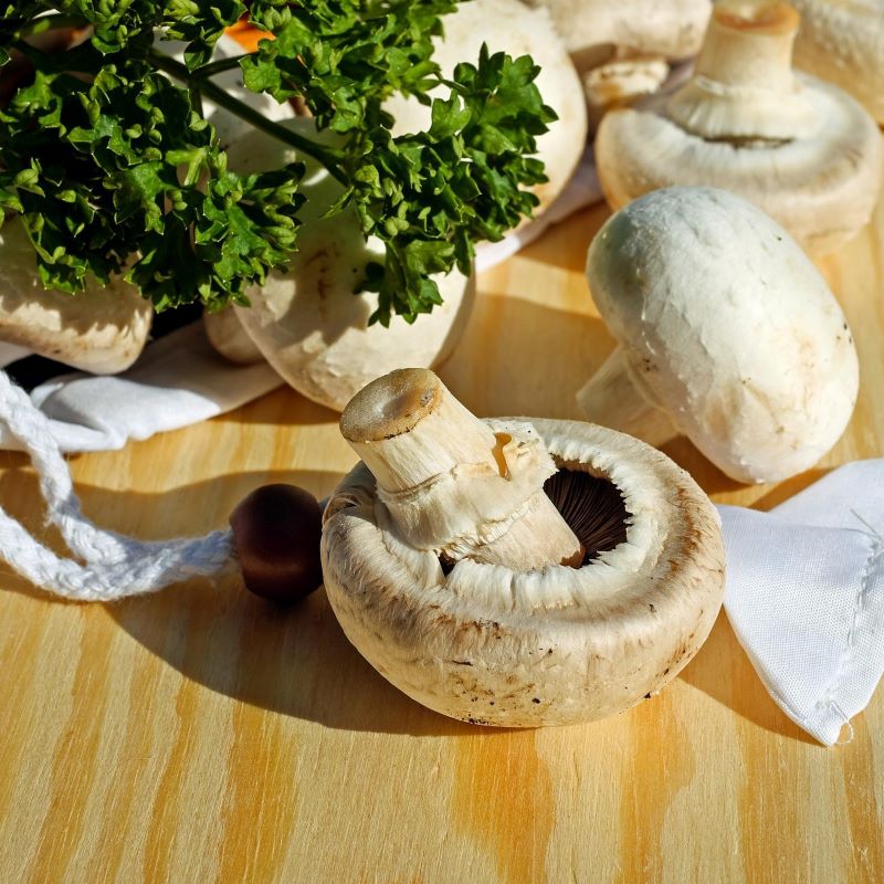 Researchers in Singapore have developed a fungi-based protein that can be used to upcycle food waste