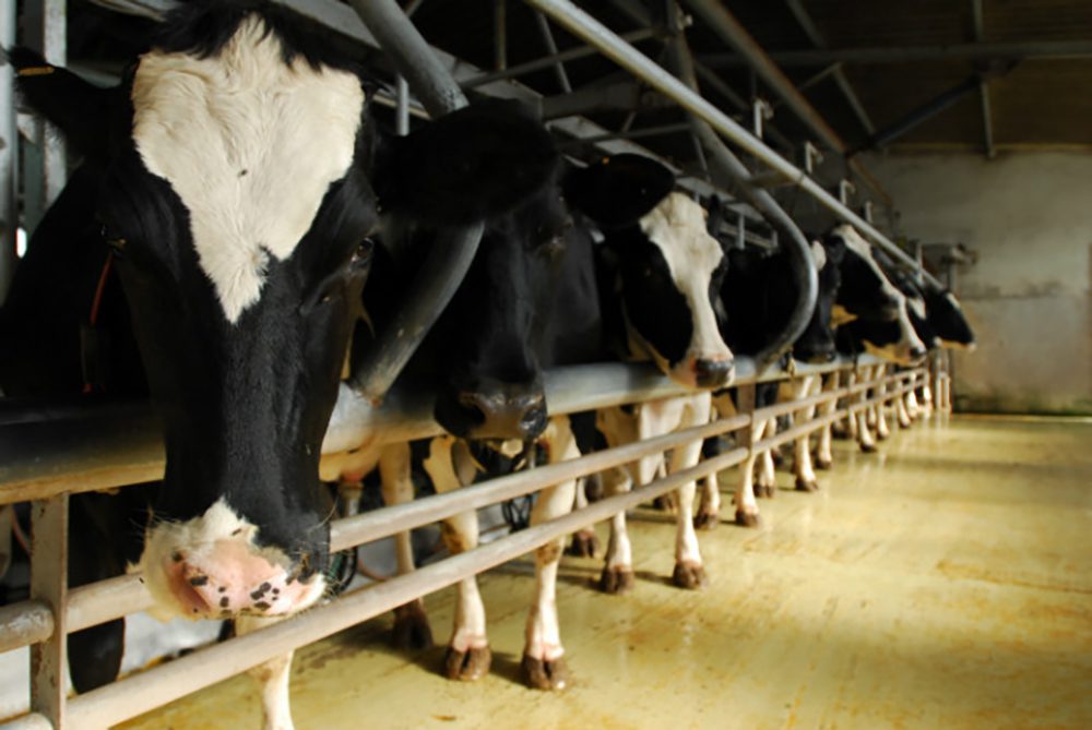 Food industry’s dystopian transformation￼￼￼￼