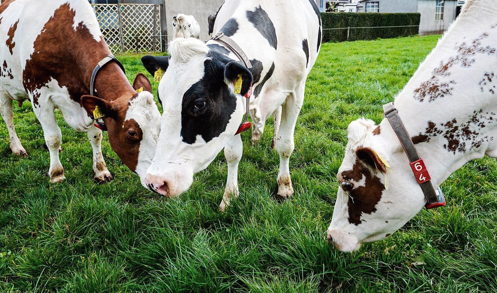 Cutting Out the Cow: New Project Aims to Make Vegan Meat Directly From Grass Proteins