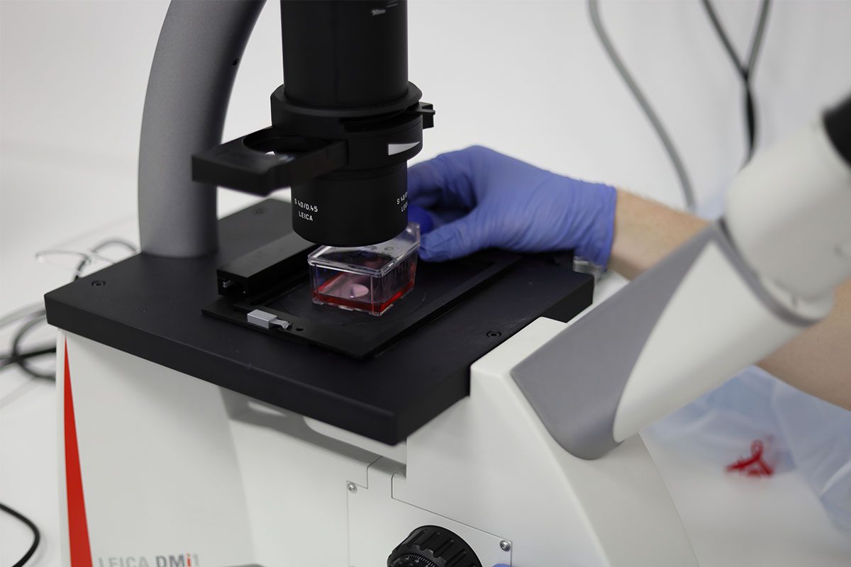 Cultured proteins for a more sustainable industry