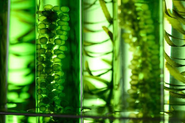 Are algae the future of sustainable nutrition?