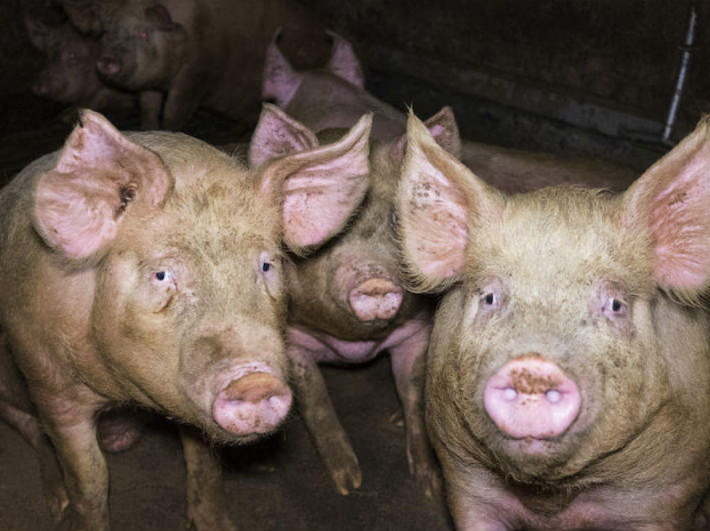 Uncovering the Secrets Surrounding Italian Pork & Beef Production that The Anti-Cultivated Meat Brigade Don’t Want You to Know