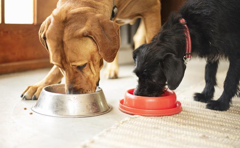 Cultivated petfood company collects £3.6 million.