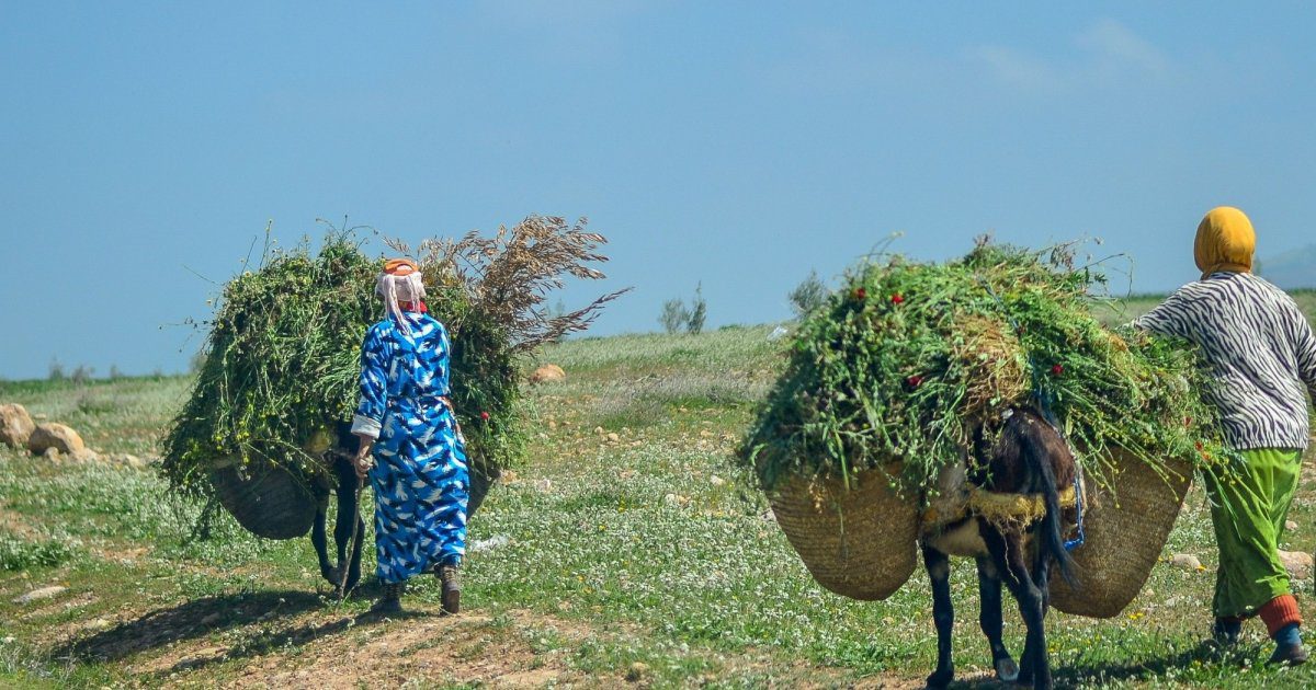 Resilient future through climate smart agriculture