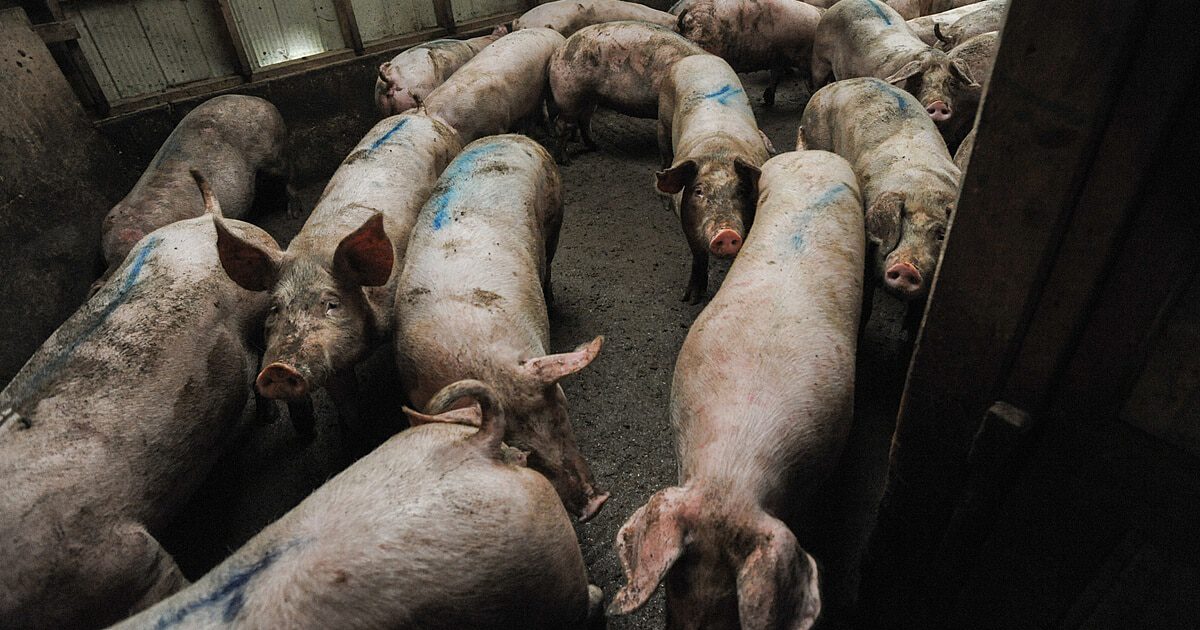 Every year, 92.2 billion animals are used and killed for food, which is the highest number ever recorded