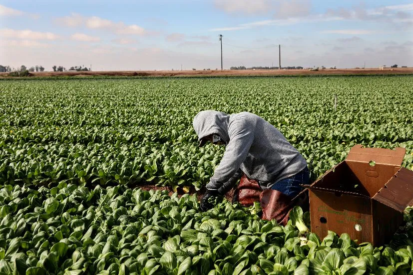 USDA granting USD320 million boost to agricultural producers and food businesses