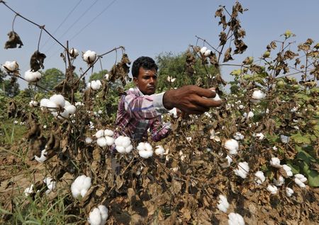 A farmer harvests cotton in his field at Nani Kadi village in the western state of Gujarat, India, in this October 20, 2015 file photo. REUTERS/Amit Dave/Files
