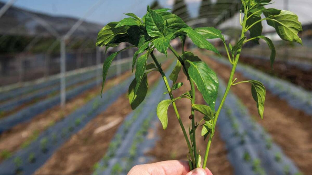 The agricultural technology industry in Africa is experiencing a significant advancement