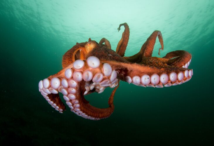ProVeg Incubator searches for cultivated octopus, saying it’s what the world needs