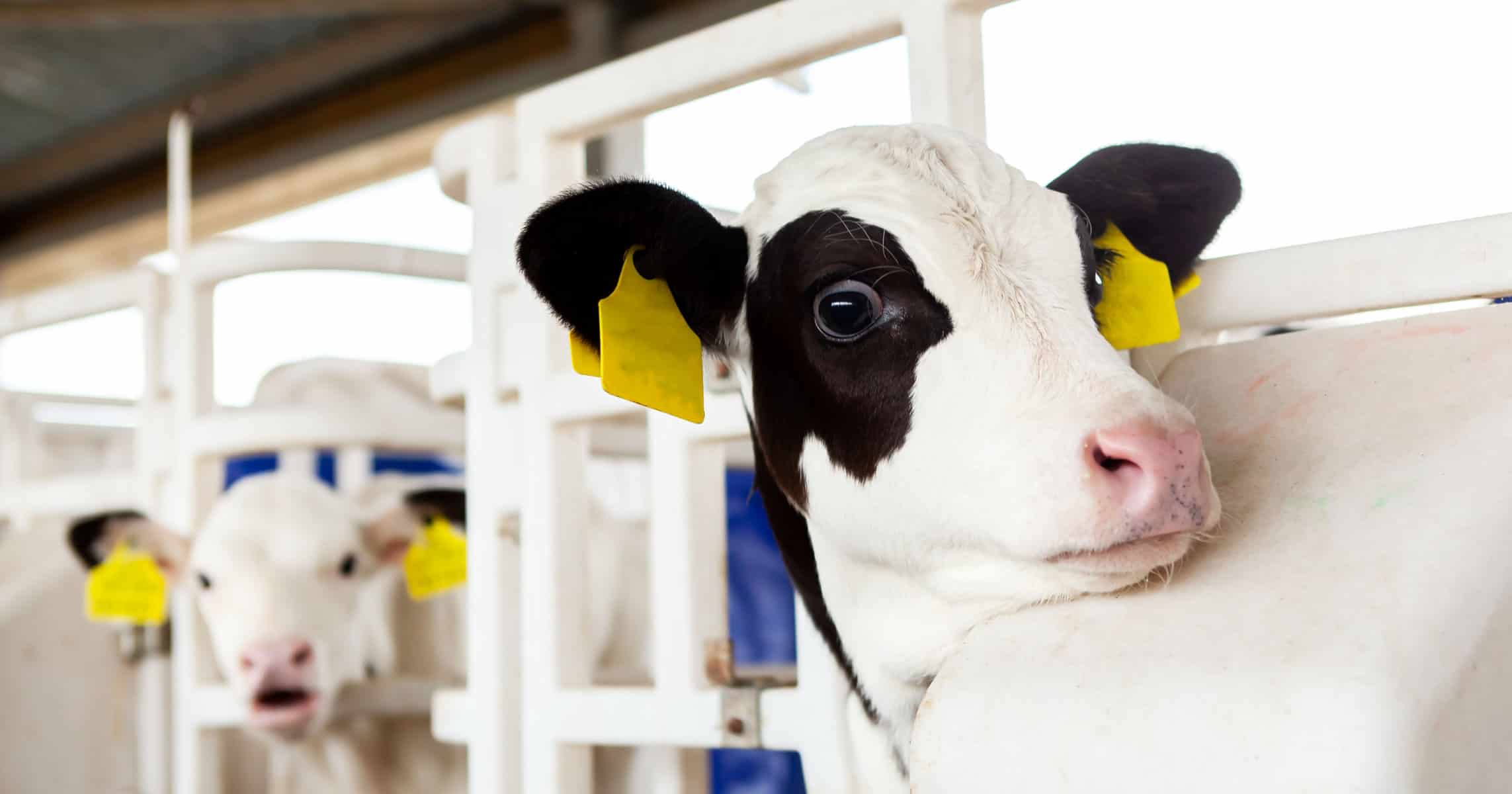 Dyadic’s Revolutionary Animal-Free Bovine Serum Albumin to Solve Costs and Ethical Challenges of Cultivated Meat and Pharmaceuticals