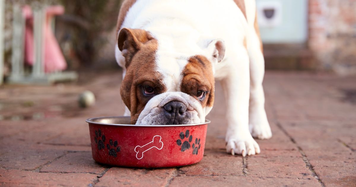Pet food with cultivated meat will be available sooner than you think