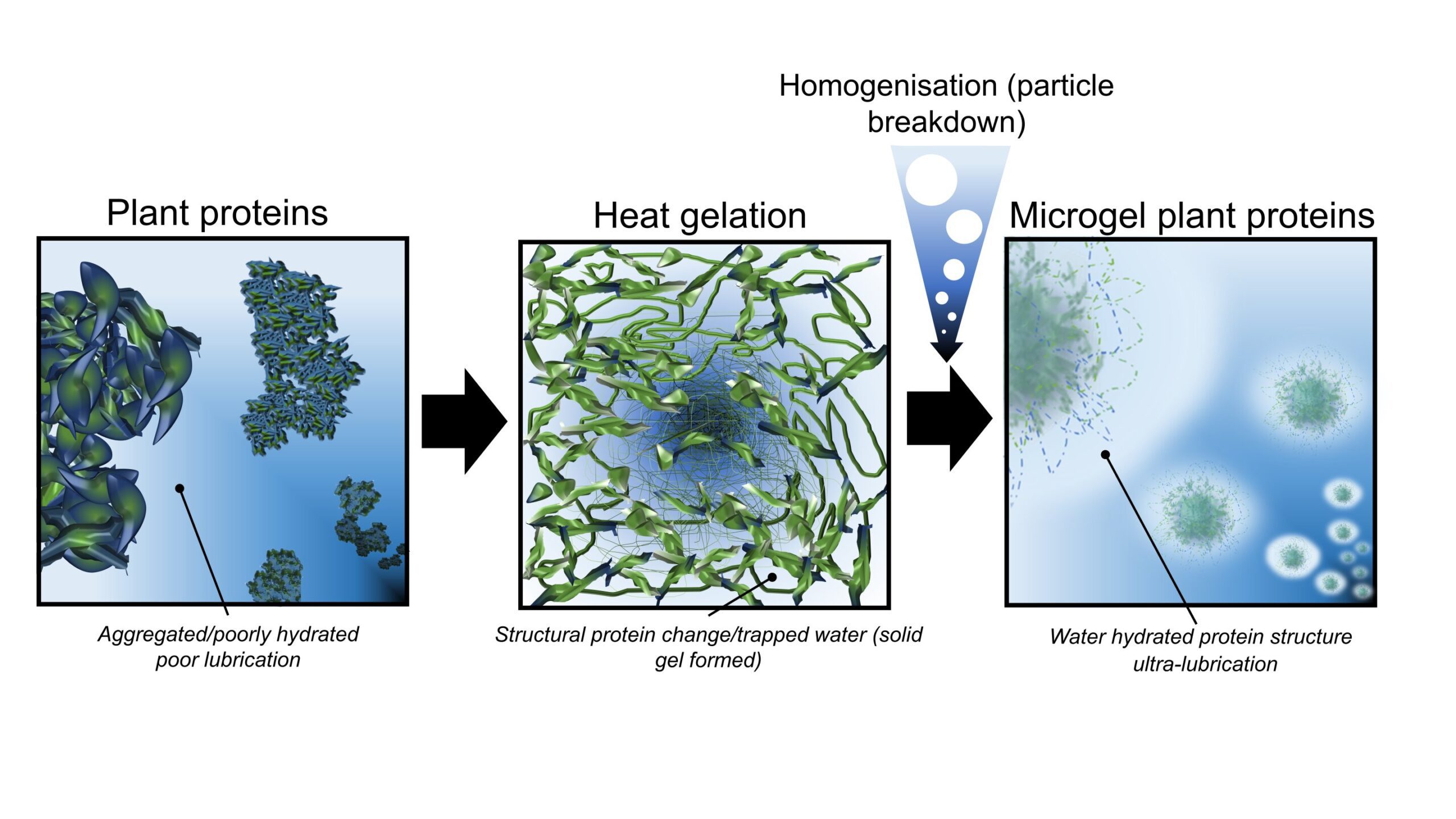 Enhancing the taste of plant-based meat substitutes with protein microgels