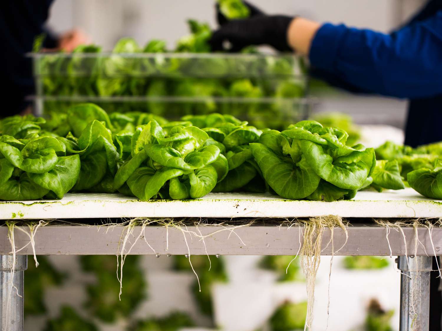 Numerous Gen Z Farmers Won’t Have Hands-on Experience with Soil.