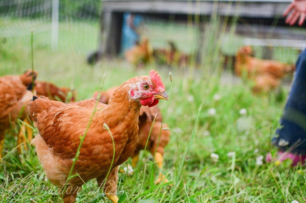 These Italian Researchers Are Developing Chicken Meat From a Feather