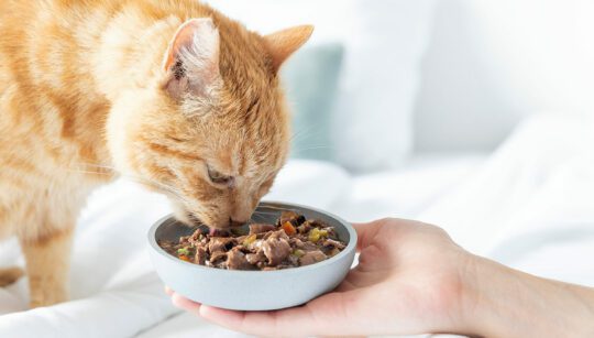 BioCraft Pet Nutrition turns to AI to accelerate development of cultivated meat