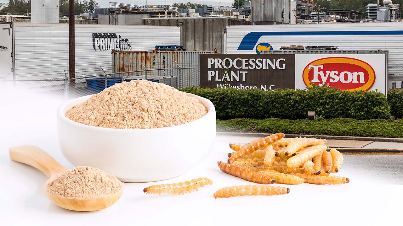 Tyson Foods enters insect protein industry with Protix black soldier fly investment