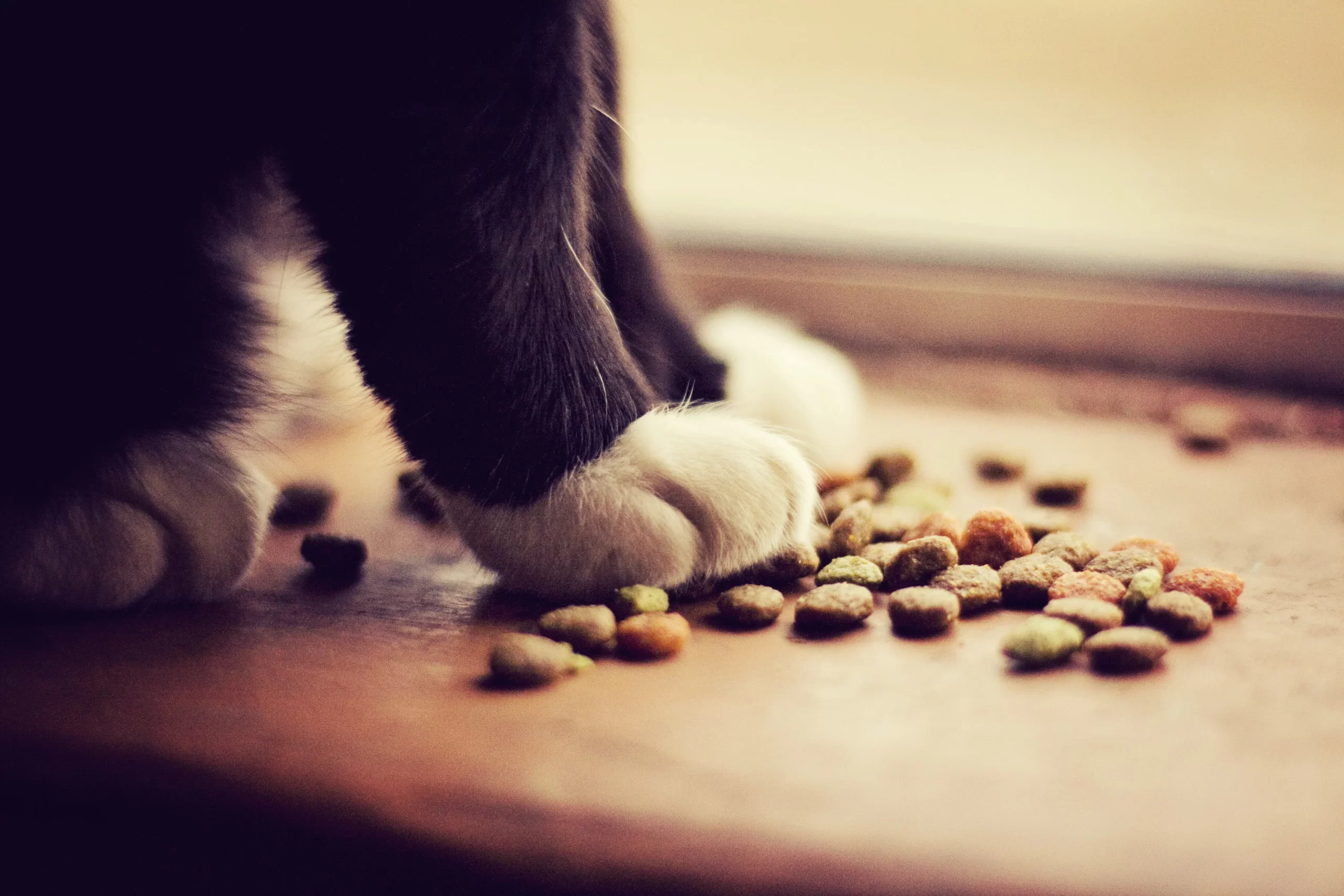 Organic Pet Food Market Growth Analysis & Industry Trends 2023-2030