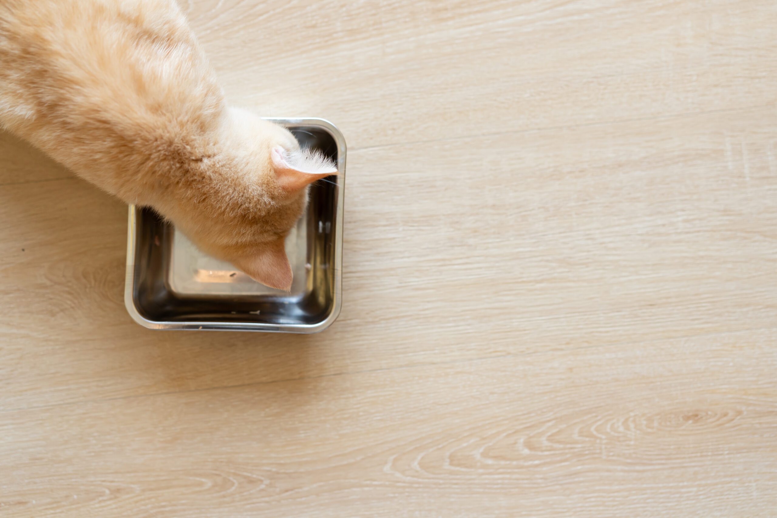 Keep an Eye on These Cat Food and Treat Trends in 2024