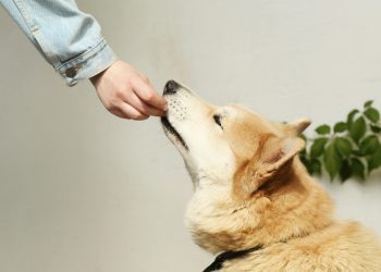 Cultivated pet food company Bene Meat Technologies unveils cutting-edge cell bank