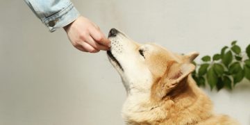 Cultivated pet food company Bene Meat Technologies unveils cutting-edge cell bank