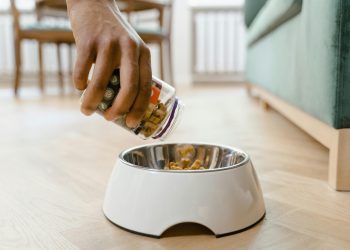 Modern Plant-Based Foods acquires AnimalKind to enter the pet food market